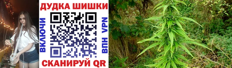 Каннабис план  Сунжа 